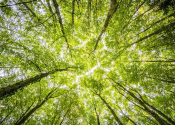 Sustainable Agriculture: Techniques and Technologies Changing the Way We Farm