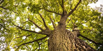 Sustainable Agriculture: Techniques and Technologies Changing the Way We Farm