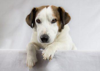 The Ultimate Guide to DIY Pet Toys: Fun & Budget-Friendly Creations