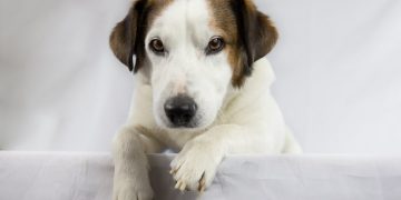 The Ultimate Guide to DIY Pet Toys: Fun & Budget-Friendly Creations