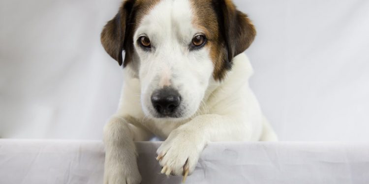 The Ultimate Guide to DIY Pet Toys: Fun & Budget-Friendly Creations