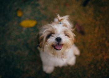 The Ultimate Guide to DIY Pet Toys: Fun & Budget-Friendly Creations