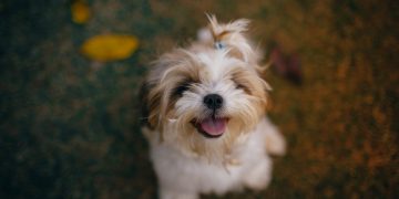 The Ultimate Guide to DIY Pet Toys: Fun & Budget-Friendly Creations