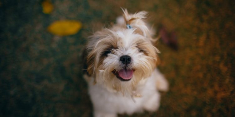 The Ultimate Guide to DIY Pet Toys: Fun & Budget-Friendly Creations
