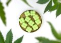 Why CBD Gummies Are a Top Choice for Wellness in the UK