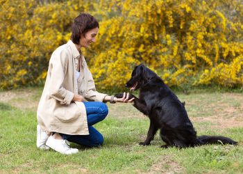 What are the most effective dog training cues as of January 2025?