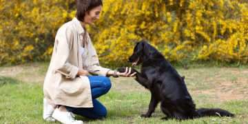 What are the most effective dog training cues as of January 2025?